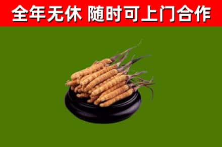 甘孜县回收散虫草
