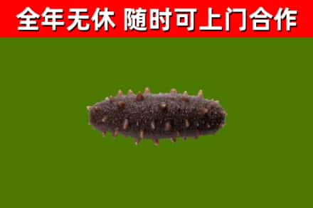 甘孜县回收海参干